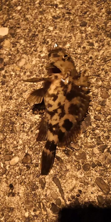 ガシラ、メバル、カニ！