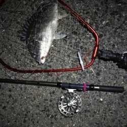 南港へち釣行 (2020/04/12 南港ヘチ釣り キビレチヌ(39cm)クロソイ 釣果有り)