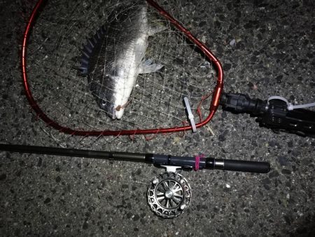南港へち釣行 (2020/04/12 南港ヘチ釣り キビレチヌ(39cm)クロソイ 釣果有り)