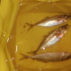 雨後の海洋調査