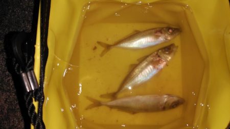 雨後の海洋調査