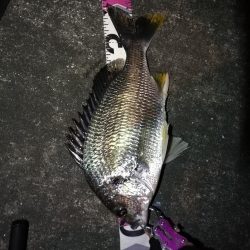 南港へち釣行 (2020/04/18 南港ヘチ釣り キビレチヌ(36.5cm)釣果有り)