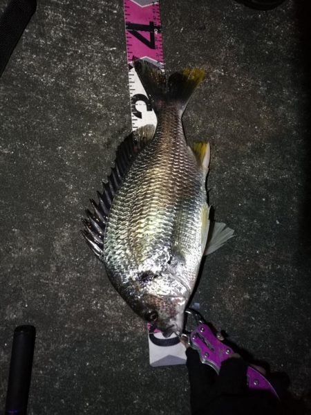 南港へち釣行 (2020/04/18 南港ヘチ釣り キビレチヌ(36.5cm)釣果有り)