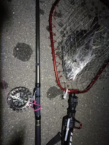 南港へち釣行 (2020/04/19 南港ヘチ釣り キビレチヌ(37cm)ガシラ 釣果有り)