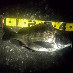 シーバス狙いでしたが…