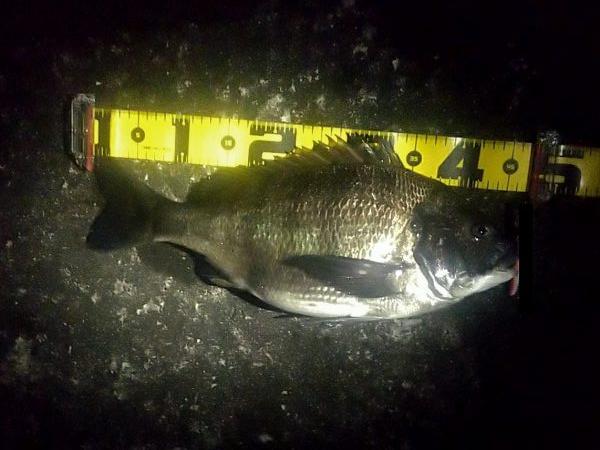 シーバス狙いでしたが…