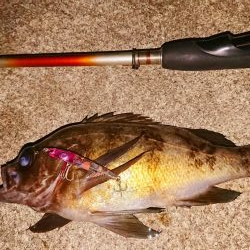メバルプラッキング短時間釣行