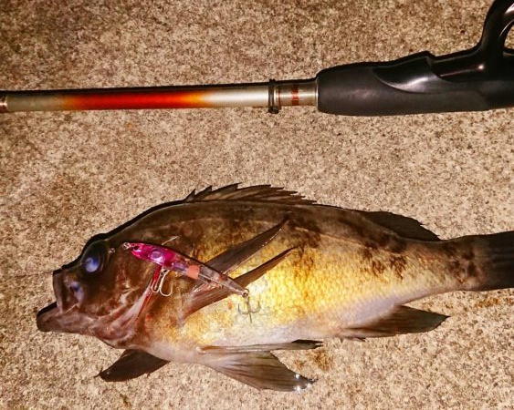 メバルプラッキング短時間釣行
