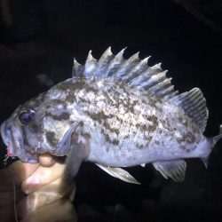 春のタケノコがり