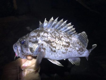 春のタケノコがり