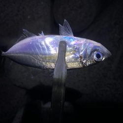 ソゲが引っかかってました