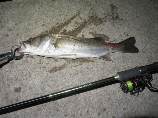 令和２年初投稿は地元シーバス！