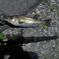 令和2年湾奧シーバス第二弾