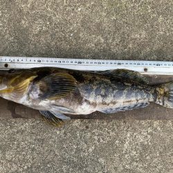 アイナメ47㎝!ビール瓶登場