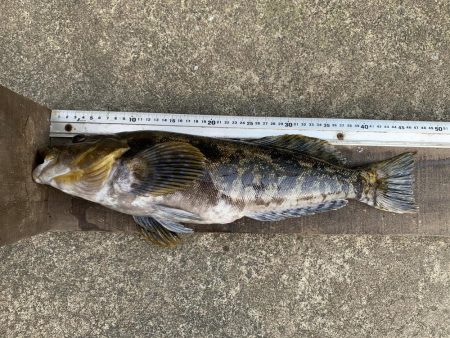 アイナメ47㎝!ビール瓶登場