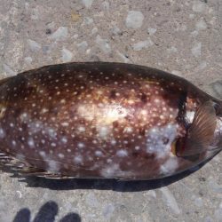 強風　こりゃダメだ❗