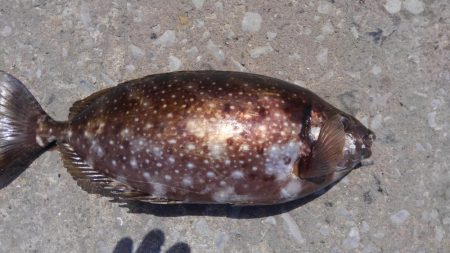 強風　こりゃダメだ❗