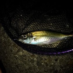 久しぶりのライトゲーム