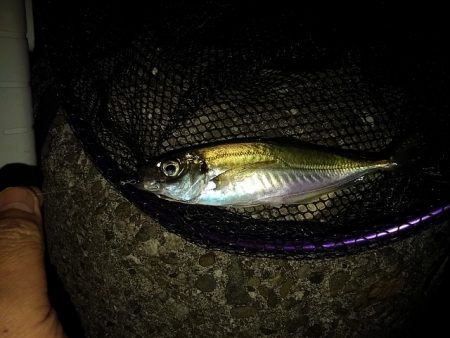 久しぶりのライトゲーム