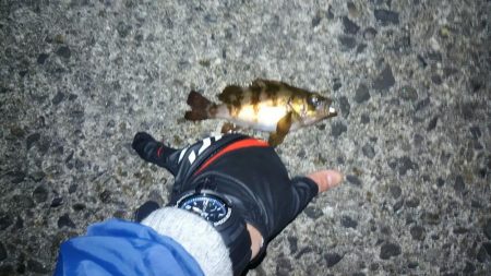 メバリングって難しいね