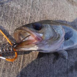 新規開拓成功！