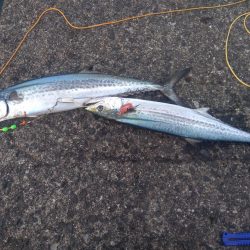 ライトショアジギング