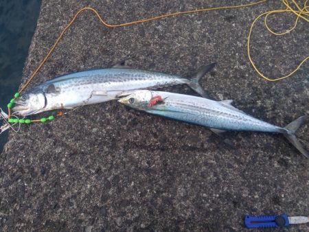 ライトショアジギング