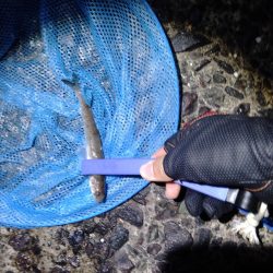 Amazonの集魚ライトで