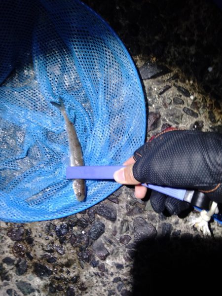 Amazonの集魚ライトで