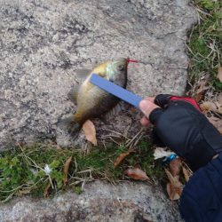 春のけはいが、、