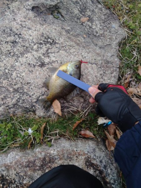 春のけはいが、、