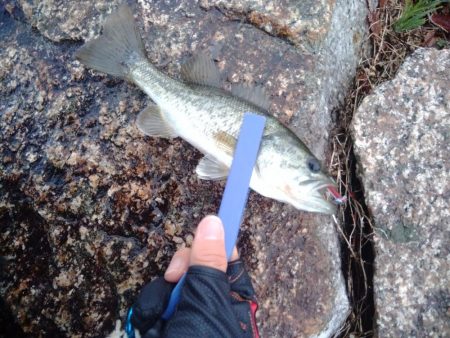 初心者自己新記録