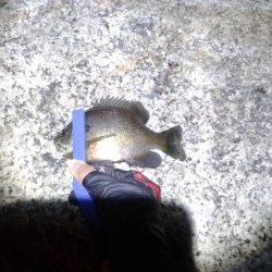 こばすしかつれん!