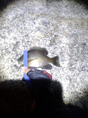 こばすしかつれん!