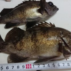 久しぶりのメバル