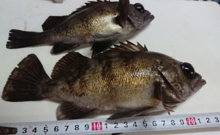 久しぶりのメバル