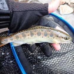 揖保川渓流釣り