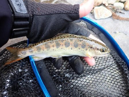 揖保川渓流釣り