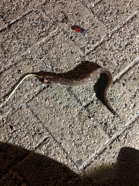 初のシーサイドコスモにてアナゴ