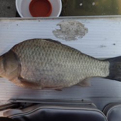 ハタキ前の尺半