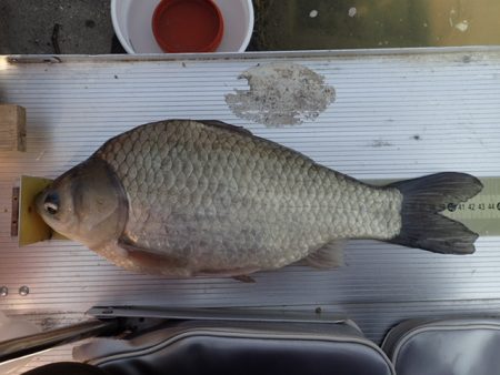 ハタキ前の尺半