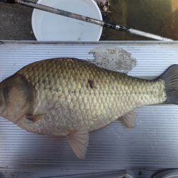 尺半まであと1mm