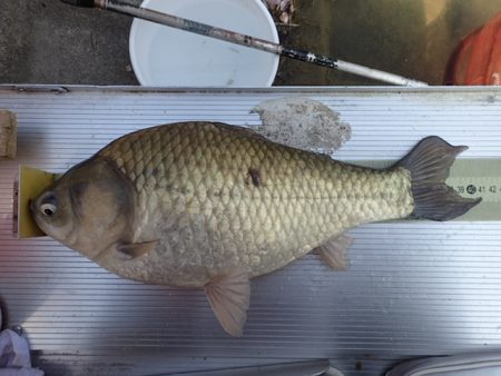 尺半まであと1mm