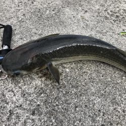 ハネ狙いでボラ