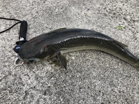 ハネ狙いでボラ