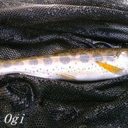 またよく釣れた揖保川支流