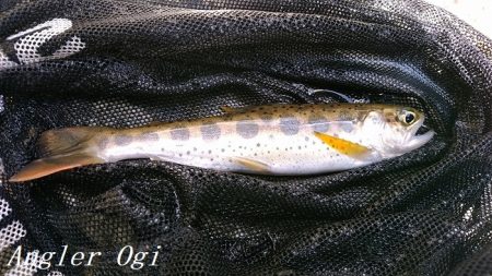 またよく釣れた揖保川支流
