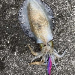 和歌山中紀エギングで春イカやっと釣れた