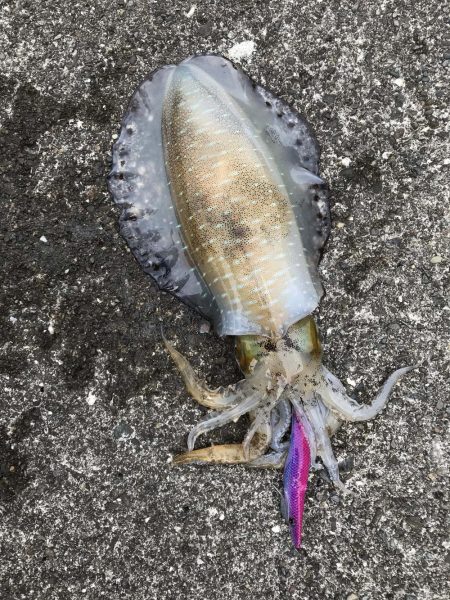 和歌山中紀エギングで春イカやっと釣れた