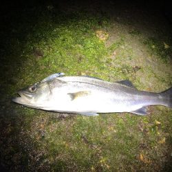 エギングタックルでシーバスとメバル